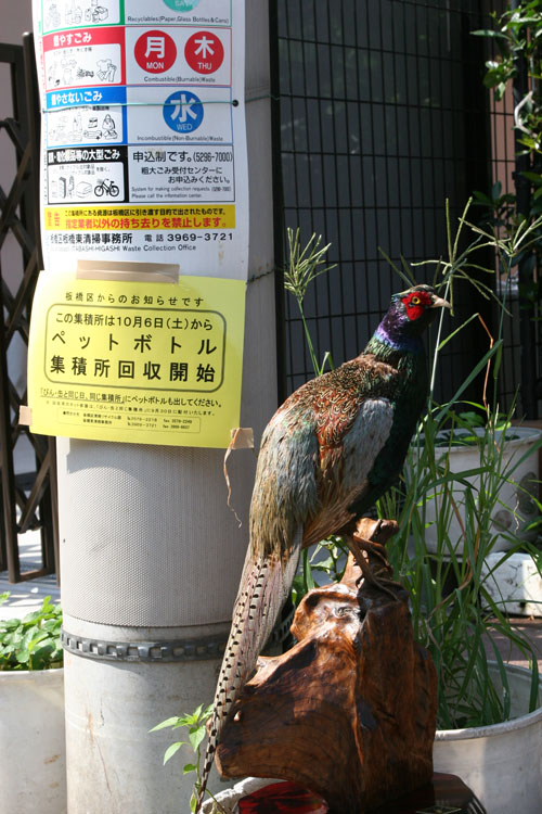 雉の剥製 « イニュ日記